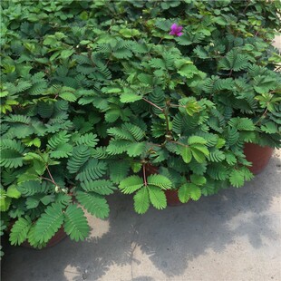 ���߲�С�����҃��ֲ̨���ļ������׷N�������߲ݺ��߲�Ȥζֲ��