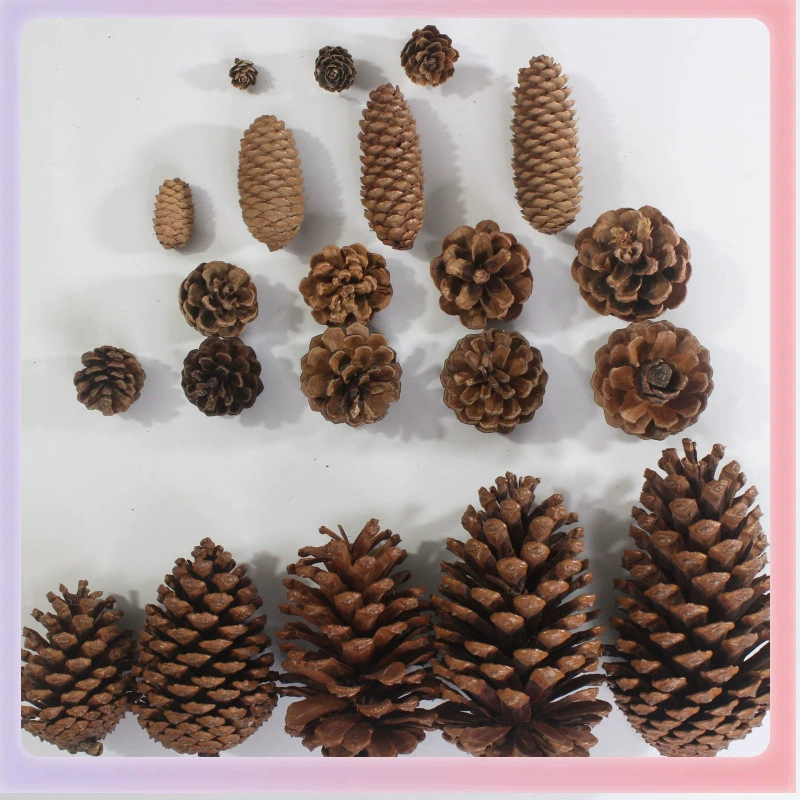 ➻Pine cones, natural pine cones, American pine, local pine, pine cones, Dalintou, pine flowers, pine cone crafts