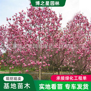 Purple Magnolia Saplings, Courtyard Potted Plants, Ground Planting with Buds, Four-Season Ornamental Flower Plants, Red Magnolia Two Magnolia Trees