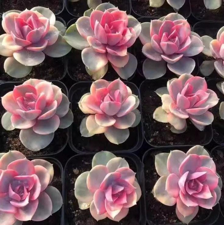 Суккулент в квадратном горшке 7 см, одиночный, из перламутровой ткани «Радужный фиолет», реальное фото