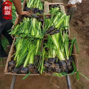 Base Direct Sales of Aquatic Plants and Florals, Yellow Calamus, Aquatic Iris, Flower Calamus, Evergreen Iris and Calamus, Large Quantity