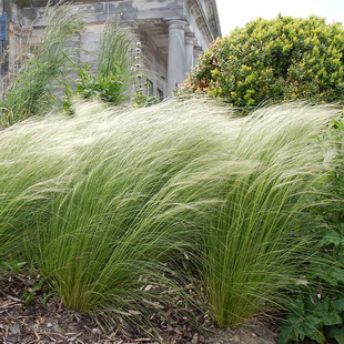 Thin-Stemmed Stipa Seeds, Four-Season Perennial Mexican Feather Grass Seeds, Ornamental Horsetail Flower Mirror, Courtyard Outdoor Potted Plants
