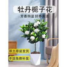 大叶牡丹栀子花棒棒糖盆栽苗带花苞重瓣独杆老桩树苗花卉绿植