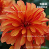 Dental petal big flower breeding balls are easy to live in four seasons, flowing, cold resistance, large petals, indoor and outbal balconies, perennial plants