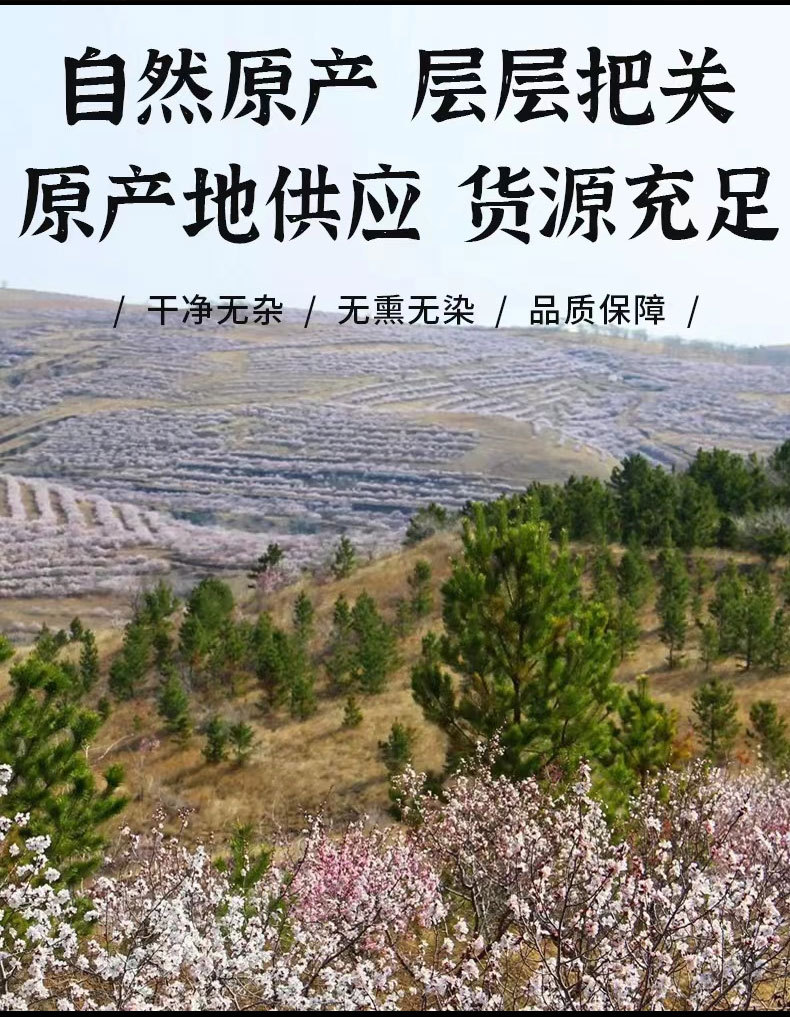 Bitter Apricot Kernels (Prunus armeniaca) — Dried Peeled Nan Xing for TCM & Culinary Use overview