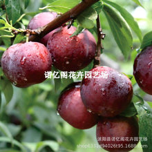 Ә޽Ӵ󿂽yϷ̨ͥԺشY