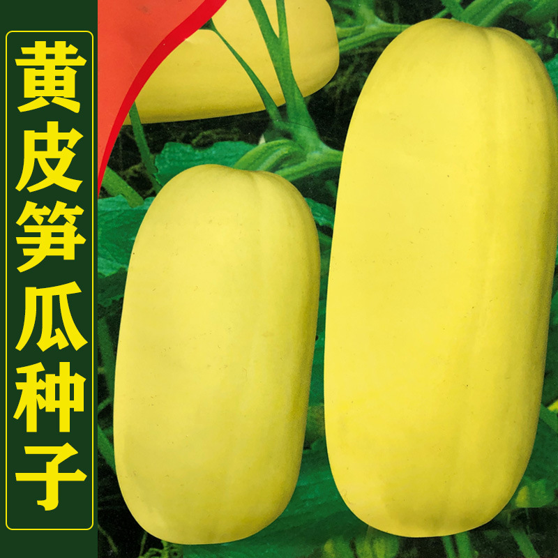 黄皮大笋瓜种子南瓜白玉瓜角瓜种籽高产春秋季四季吊瓜蔬菜种孑
