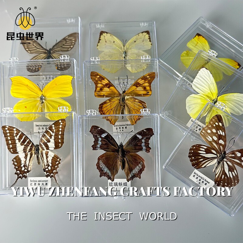Jingling Craft Real Butterfly Specimen DIY Handmade Butterfly Photo Frame Biological Science Education Girls' Holiday Gift