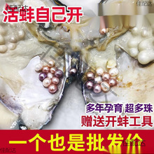 珍珠蚌自己开蚌取珍珠淡水活蚌壳河蚌多珠单珠鲜活真空打批发