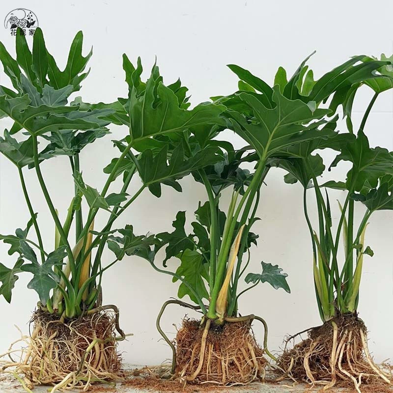 Весенняя дождевая чешуя дракона с листьями и весенними перьями в помещении