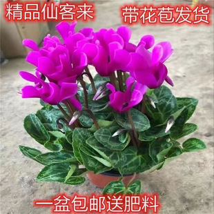 Cyclamen Potted Florals Are Easy to Grow Indoor Florals, Four-Season Florals, Balcony Flower Plants, Factory Direct Sales [Manufacturer]