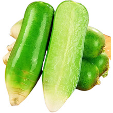 山东潍坊水果萝卜产地直发青萝卜包邮应当季水果萝卜一件代发