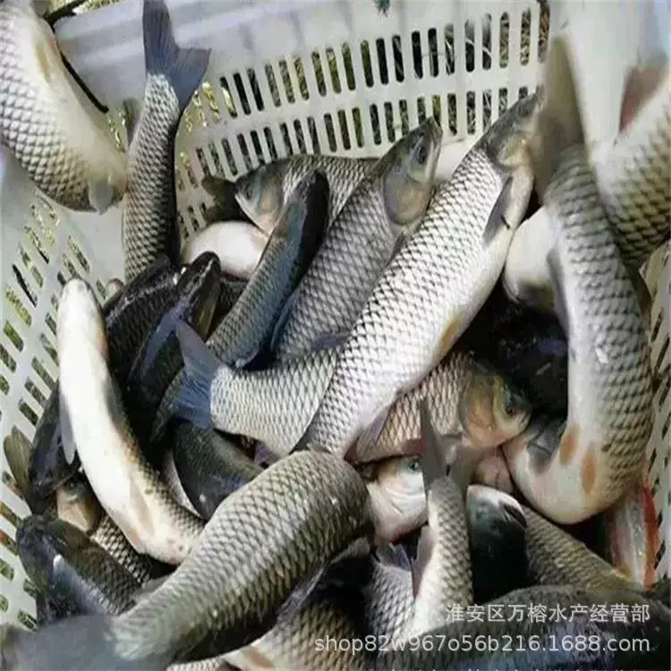 Смесь травы с рыбьей икрой, живая пресноводная крупная рыбья икра