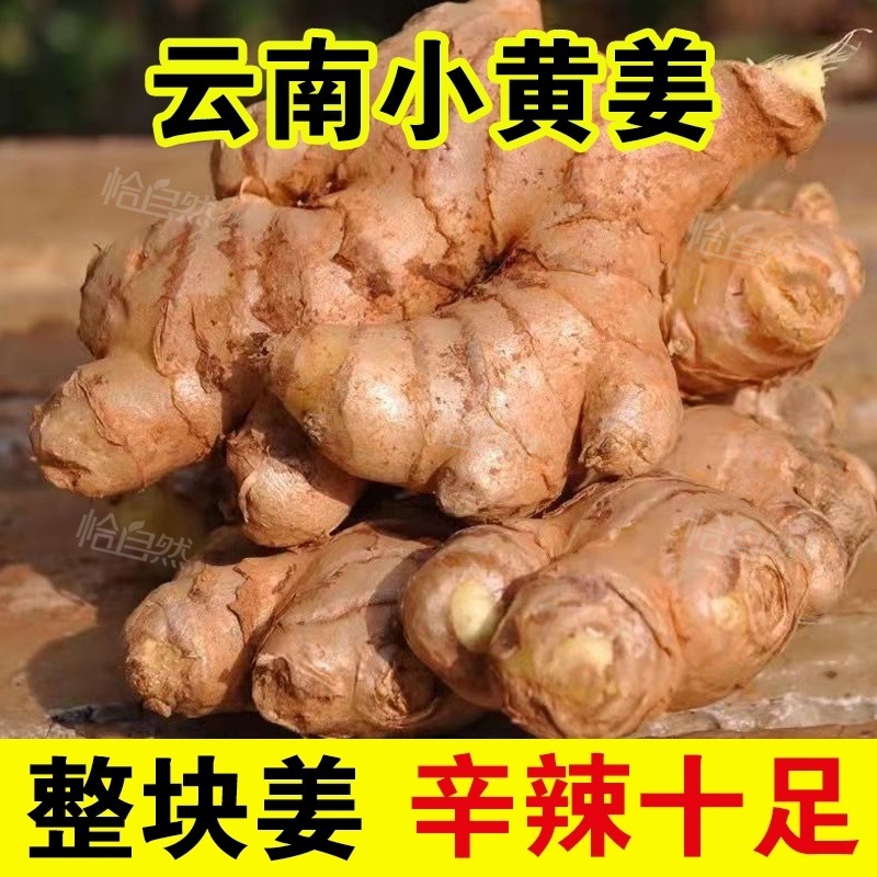农家自种云南小黄姜新鲜现挖批发黄姜生姜正宗老姜嫩姜月子整箱