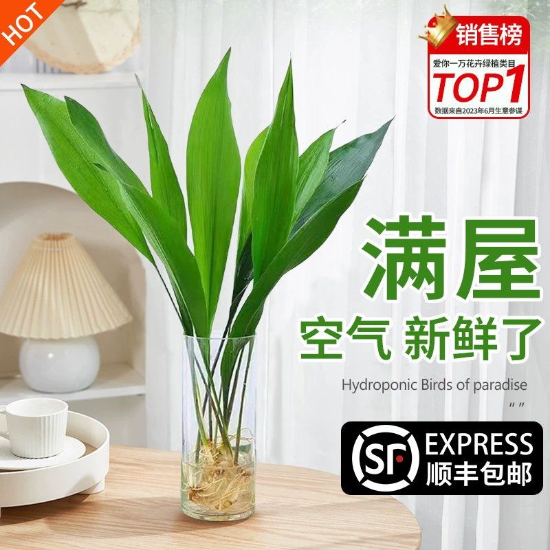 Однолистная Орхидея четыре сезона вечнозеленое офисное гидропонное растение в горшке Чистые красные украшения в помещении хорошая морозостойкая очистка воздуха