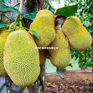 ���}�۷N�� ���}���纣���S��t���Ϸ��Nֲ����Y�����}�۷N����