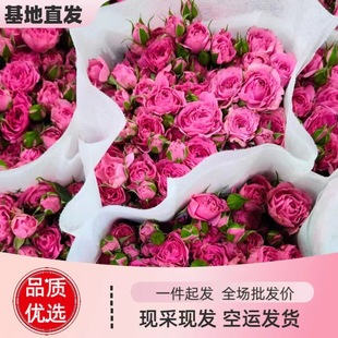 Kunming base brand fresh-cut roses wholesale reservation now pick fresh roses multi-head single-head roses large quantity discount