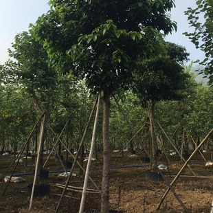 ���O���u��ľِ�O��ɽľ�޹���t�ɂ����l5-50����