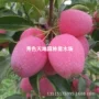 东北北方四季地栽果树苗