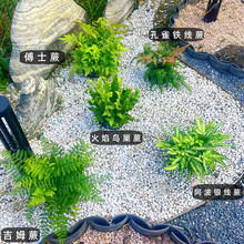 �ͺ��ʺ�ާ�Iާ���Ի����B��ާ������F����ļ����໨�Rާ�ֲ��