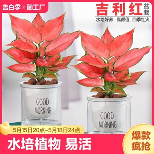 Geely Red Potted Ruyi Queen Hydroponic Indoor Easy to Grow Green Plants Living Room Florals Easy to Live Bedroom Multi-Color Sunshine