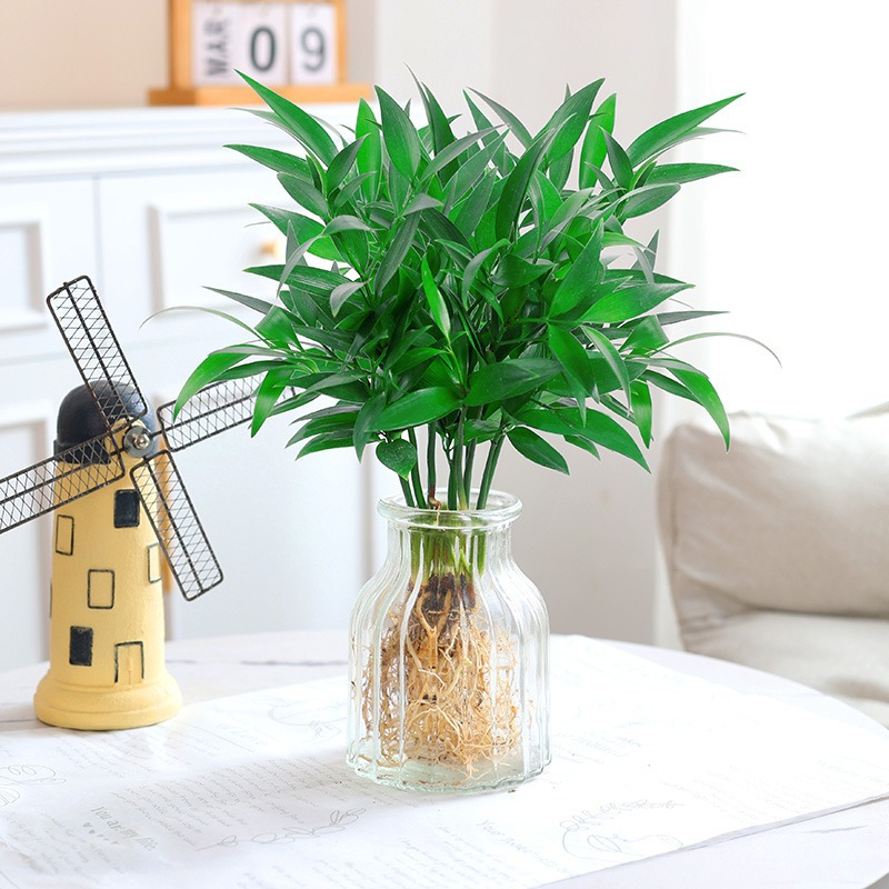 모기퇴치대나무, 편백나무 10그루(투명꽃잎병) + 수정머드 + 영양액