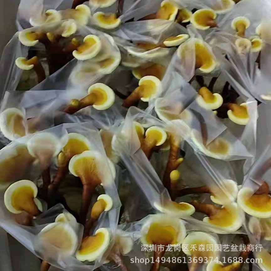 食用观赏活体灵芝盆景盆栽蘑菇灵芝菌包菌种植灵芝苗基地批发直供-阿里巴巴