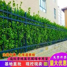北海道冬青黄杨树苗庭院围墙耐寒大叶四季常青植物丛生围