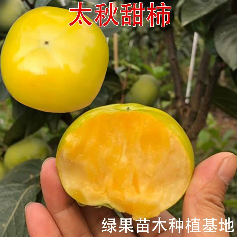 Саженцы сладкого хурмы Тайцюй, привитые саженцами хурмы Саженцы хрустящей сладкой хурмы Тайцюй, саженцы плодовых деревьев, посаженные на юге и севере