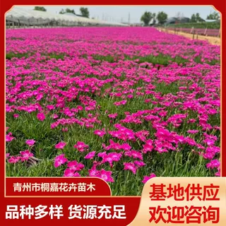 基地供应宿根花卉四季常青地被植物 草坪绿化用苗欧石竹苗