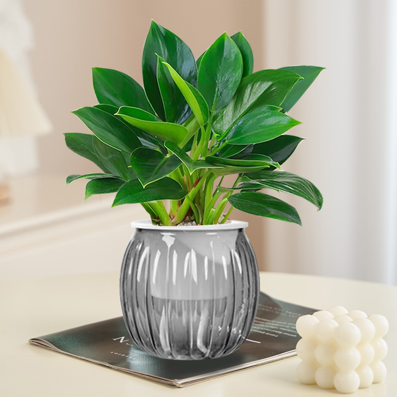 [두인 핫모델] 골든다이아몬드 20cm 3그루(투명회색 호박냄비) + 영양액