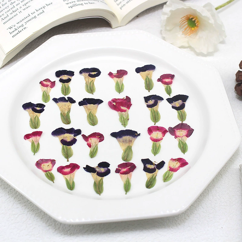 Ся Джин Сухая цветочная тиснение образец мини-маленький нарцисс капающий клей чехол для мобильного телефона ювелирные изделия