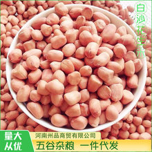 当季新货白沙花生米产地直供正阳大白沙小白沙炸油原料 一件代发