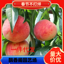 һ�����l���Ә�����ش���Y���ϱ����Nֲ���Ҙ����������Ʒ�N