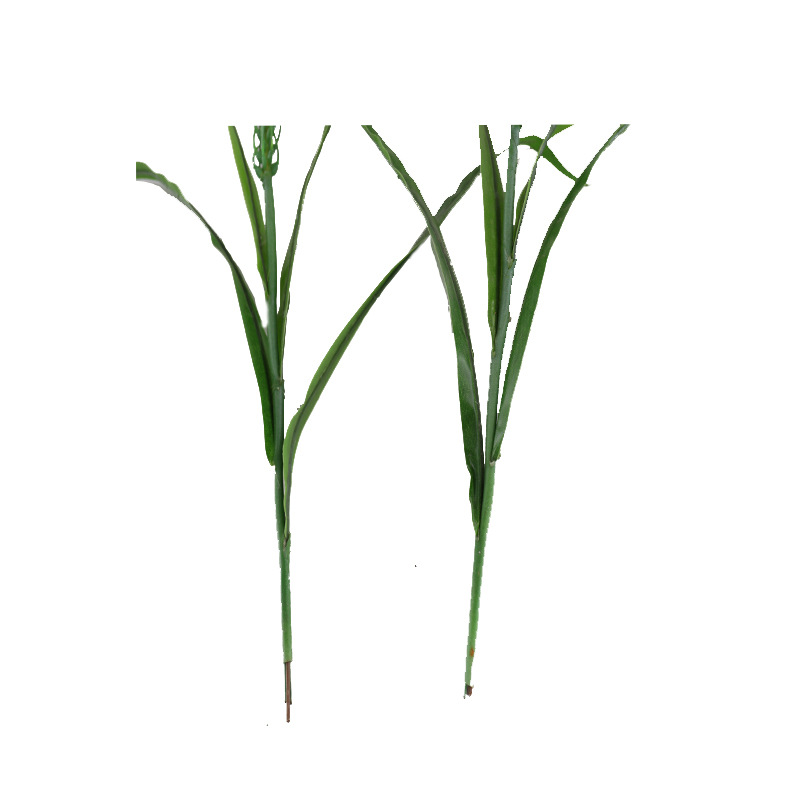 春色小麦 (4).jpg