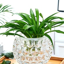 水培器皿創意玻璃花盆水養植物瓶透明花器綠蘿銅錢草花瓶圓形容器