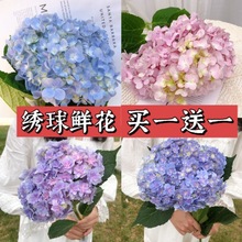 绣球鲜花绣球花束绣球花真花绣球花云南基地直发冷链速递包邮到家