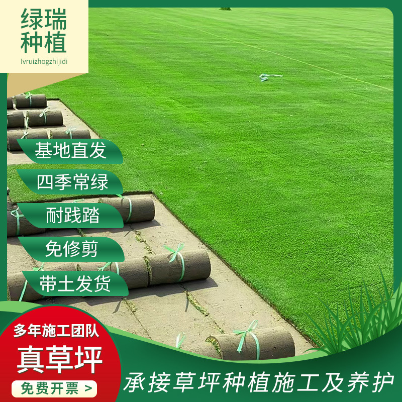 Bentgrass Lawn, No-Mow Lawn Skin, Evergreen House Courtyard, Golf Course, Bentgrass Lawn All Year Round