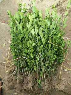 ���~�S�� ʒɽ ���� ֱ�N  ���~�S��  ���NҎ��   �G��  ���l