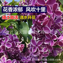 ���㻨���� �ļ��_�� ͥԺ ֲ�� �G�� ���� ���㻨�纣�Ę�������