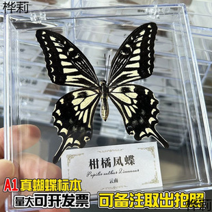 Real Butterfly Specimens Have Spread Their Wings, High-Definition Transparent Boxed Teaching Supplies, Photography Props, Creative Handmade DIY Decoration