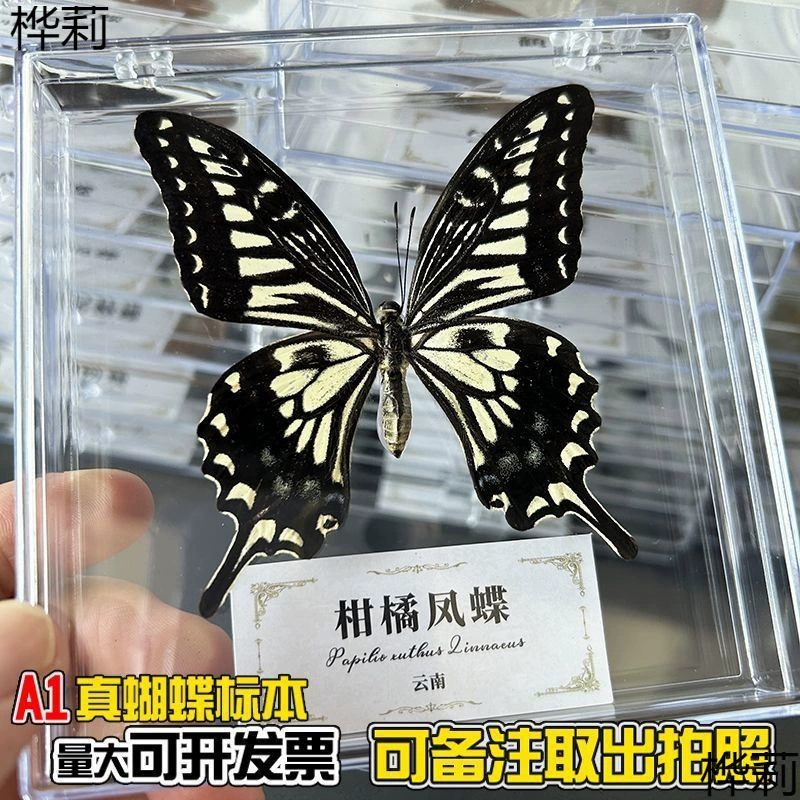 Настоящие образцы бабочек развернули крылья, прозрачные учебные материалы в коробках высокой четкости, реквизит для фотографий, креативные украшения ручной работы своими руками.