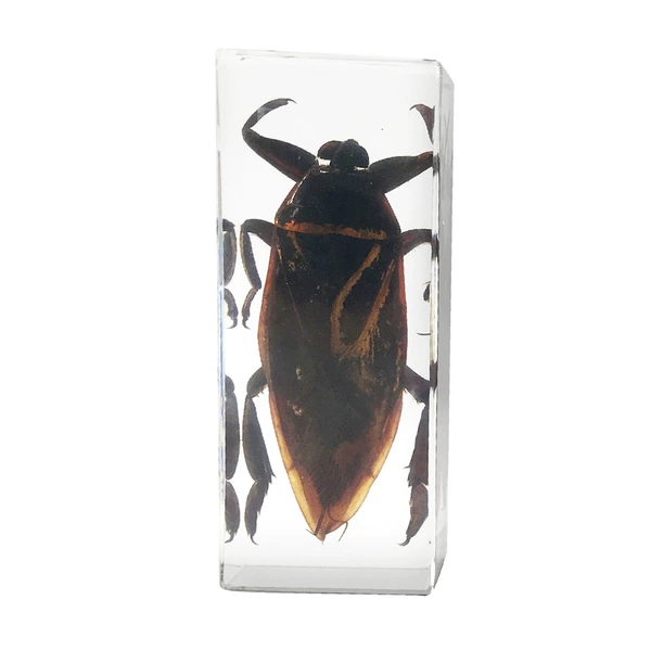 11CM large water cockroach (field turtle)