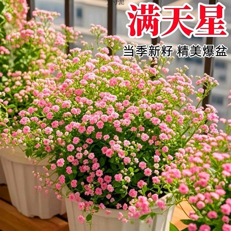 重瓣七彩满天星种子四季开花爆盆阳台懒人盆栽室内外观赏花卉种籽