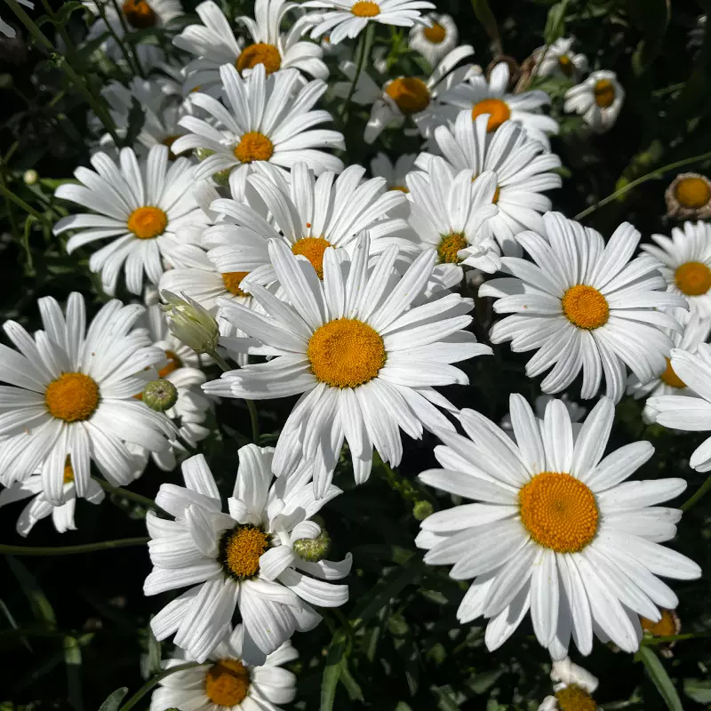 大滨菊种子矮杆菊花籽宿根白菊耐寒园林景观花海庭院阳台盆栽花籽