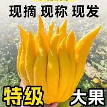现摘新鲜佛手柑大果鲜果观赏可食用闻云南培清供天然香薰清香香薰