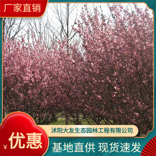 �������l����÷ �t÷�G  ÷����÷ �G÷ ���~÷ �ȸ��N÷��