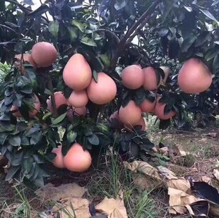 ���Ә���t�����֮���Y���Ϸ��Nֲ�������Լ޽��ĵ����ӹ�����