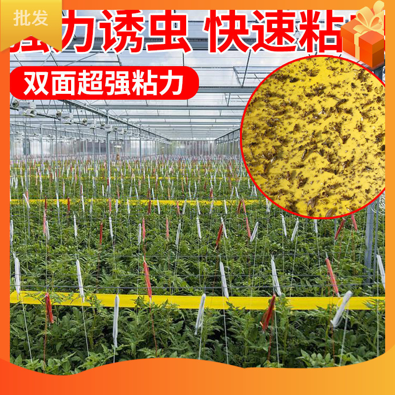 粘着性両面粘着テープ林業庭園誘引昆虫白粉防虫果樹木防虫|undefined