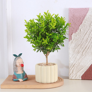 ȸ���S�������҃�ͥԺ�ļ������^�~�Gֲ�������B���Ի�����С�~